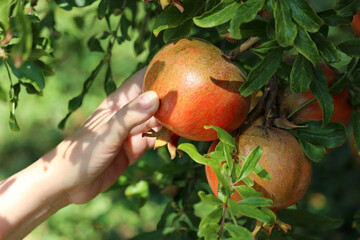 Ripe pomegranate on a branch with leaves close up. Female hand plucks fruit from the tree in a garden