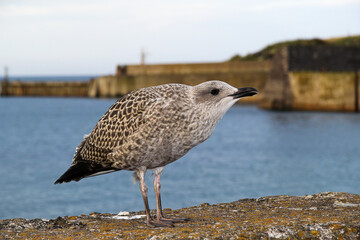 seagull on the pier
