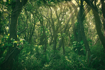 sun rays in the forest