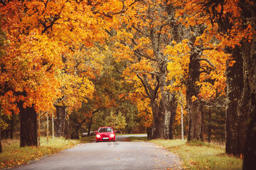 old asphalt road with beautiful trees in autumn