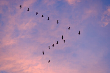 Formación de aves
