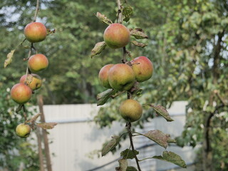 apples on a tree