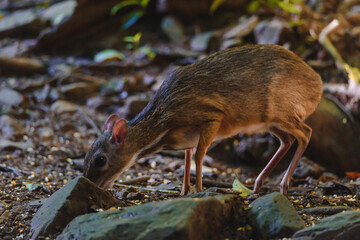 Naklejka na ściany i meble Lesser mouse-deer (Tragulus kanchil) walking in nature of Thailand