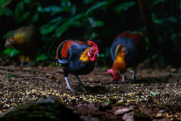 Red Junglefowl or Gallus gallus spadiceus, beautiful chicken was scratching for food on the ground in forest