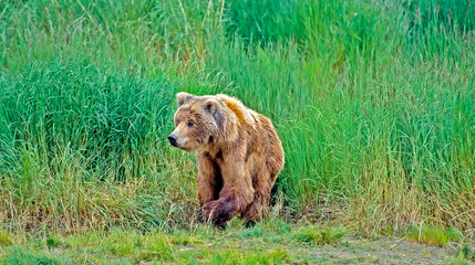 Grizzly bear in deeo grasses