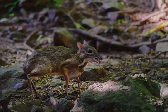 Lesser mouse-deer (Tragulus kanchil) walking in nature of Thailand