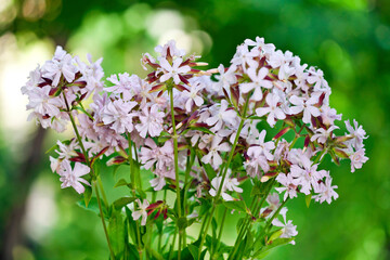 Saponaria officinalis (Soapwort) medicinal plant with pink flowers on a green bokeh background.