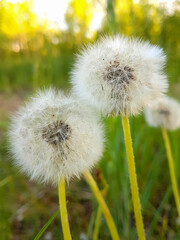 White fluffy dandelion on a green meadow.