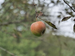 apples on tree
