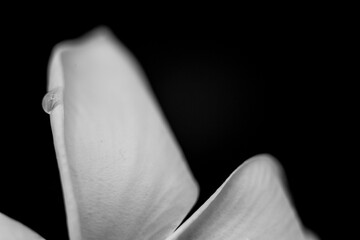 Plumeria droplet - black & white