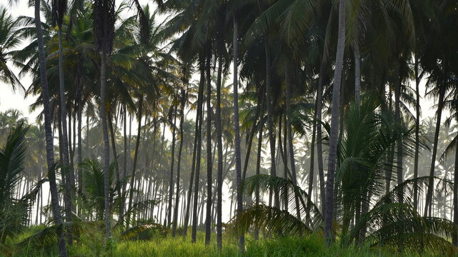 Cocotal de Tucacas, Falc&oacute;n, Venezuela