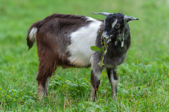 A young kid grazing on a green meadow.