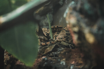 venomous viper snake  hiding in the forest