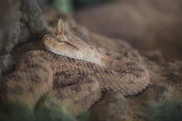 venomous viper snake  hiding in the forest