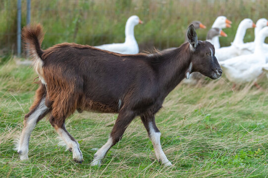 A young kid grazing on a green meadow.