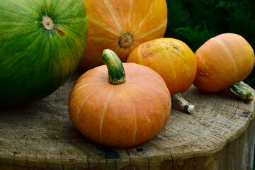 small harvest of orange and green pumpkin in vivo