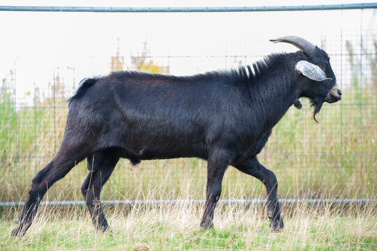 A large black horned goat with large eggs stands in the rack.