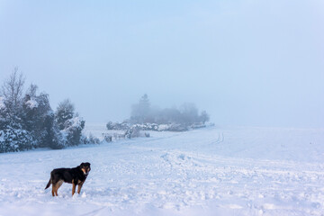 Black Dog in the Snow