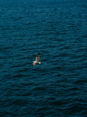 Fototapeta na wymiar seagull flying in the port of getaria