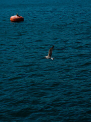 seagull flying in the port of getaria