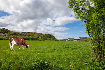 Fototapeta na wymiar Cow on meadow in a summer day