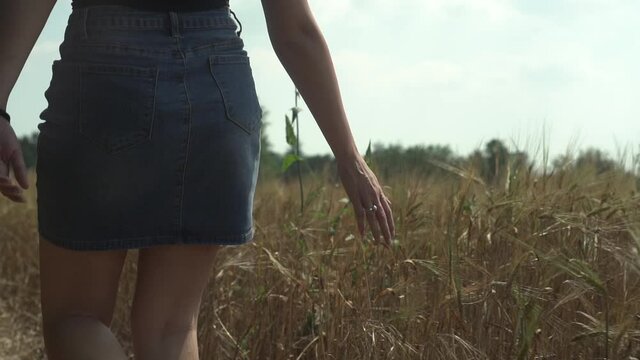 Slow motion - young woman's legs with skirt, walking closeup in rural field while touching with the hand finger tips golden cereals ears of corn, crop ready for harvest. summer hot season, no face.