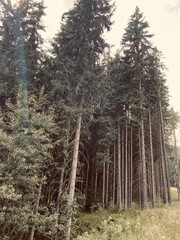 pine forest in the morning