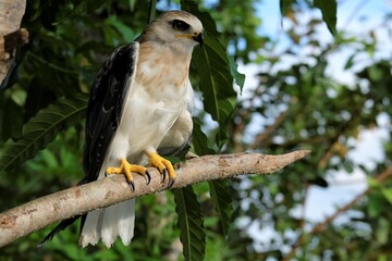 The Sulawesi hawk-eagle Chicks, also known as Celebes hawk-eagle or Nisaetus lanceolatus.