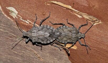 Two Rough Stink Bugs (Brochymena) mating, macro image isolated on a Crape Myrtle tree branch in Houston, TX.