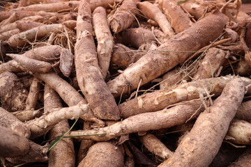 Cassava plants and cassava plants are prepared to be sold.