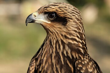 The brown goshawk (Accipiter fasciatus) is a medium-sized bird of prey in the family Accipitridae