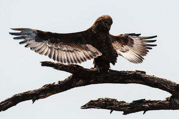 Bateleur des savanes, Aigle bateleur,  Terathopius ecaudatus, Bateleur