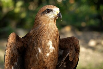The brown goshawk (Accipiter fasciatus) is a medium-sized bird of prey in the family Accipitridae