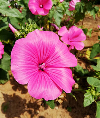small pink garden flower with thin sheets in flowerbed. Petunia