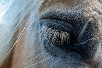HAFLINGER . PFERDEAUGE . HORSEEYE