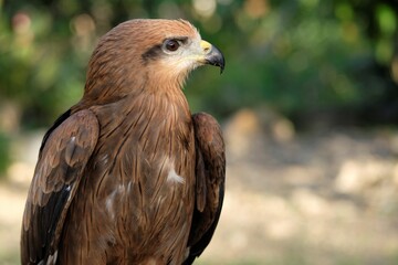The brown goshawk (Accipiter fasciatus) is a medium-sized bird of prey in the family Accipitridae