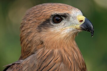 The brown goshawk (Accipiter fasciatus) is a medium-sized bird of prey in the family Accipitridae
