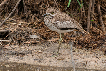 Oedicnème vermiculé,.Burhinus vermiculatus, Water Thick knee