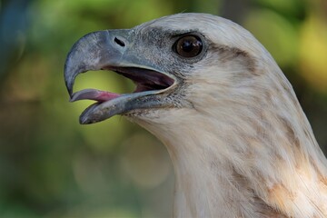 The white-bellied sea eagle (Haliaeetus leucogaster), also known as the white-breasted sea eagle, is a large diurnal bird of prey in the family Accipitridae