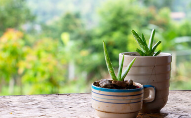 aloe vera in a ceramic cup on bamboo table