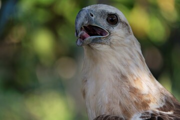 The white-bellied sea eagle (Haliaeetus leucogaster), also known as the white-breasted sea eagle, is a large diurnal bird of prey in the family Accipitridae