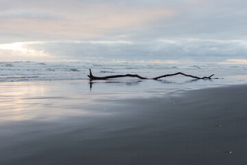 Fallen tree in water after a storm on Oregon beach at sunset