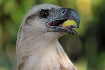 The white-bellied sea eagle (Haliaeetus leucogaster), also known as the white-breasted sea eagle, is a large diurnal bird of prey in the family Accipitridae