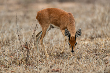 Steinbock, Raphicerus campestris, Parc national Kruger, Afrique du Sud