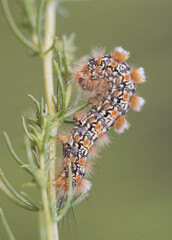 Orgyia dubia tussock moth caterpillar of this moth with a very strange defensive posture on the stem of an Arthemisia campestris plant on which it feeds on a uniform green background