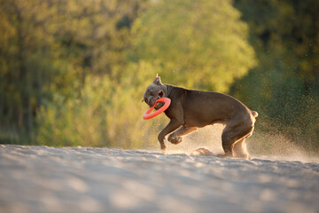 dog on the beach. An active pitbull terrier runs on the sand.