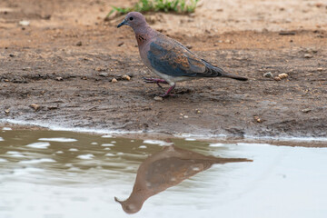 Tourterelle maillée,.Spilopelia senegalensis, Laughing Dove