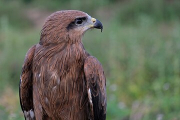 The brown goshawk (Accipiter fasciatus) is a medium-sized bird of prey in the family Accipitridae