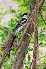 Veuve dominicaine, mâle,.Vidua macroura, Pin tailed Whydah, Afrique du Sud