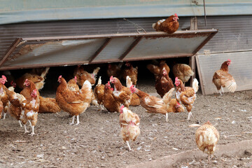 Chicken coop on a farm